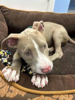 Ridge -  Pit Bull Terrier Dog for Adoption - Ridge | PetCurious