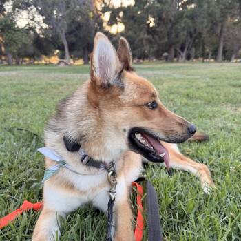 Foxy -  Australian Shepherd and Husky Dog for Adoption in Los Angeles, California - Foxy | PetCurious