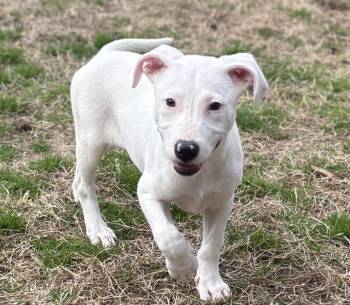 Pit Bull Terrier Dogs Available for Adoption in Richmond, Virginia - Betty White | PetCurious