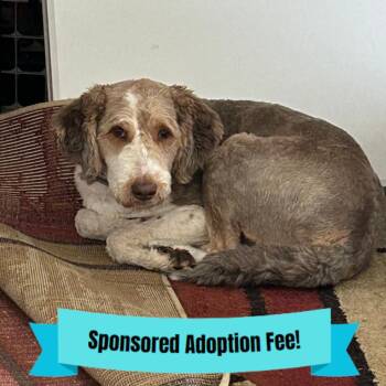 Australian Shepherd and Poodle Dogs Available for Adoption - Shaggy | PetCurious