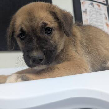 Wallace -  Retriever Dog for Adoption in Parrish, Alabama - Wallace | PetCurious