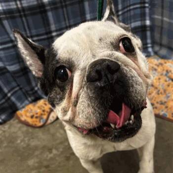 Moo Moo -  French Bulldog Dog for Adoption in Houston, Texas - Moo Moo | PetCurious