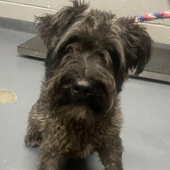 Big Papa -  Mixed Breed and Terrier Dog for Adoption in Allentown, Pennsylvania - Big Papa | PetCurious
