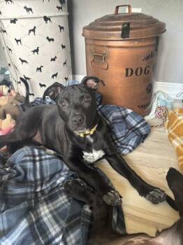 Espresso -  Labrador Retriever and Pit Bull Terrier Dog for Adoption in Evergreen, Colorado - Espresso | PetCurious