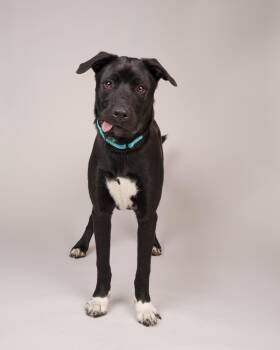 Zeus -  Black Labrador Retriever Dog for Adoption in Peconic, New York - Zeus | PetCurious