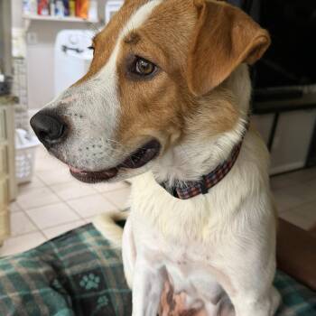 Libby -  Jack Russell Terrier and Labrador Retriever Dog for Adoption in Gilbert, Arizona - Libby | PetCurious