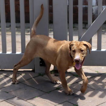 Rescue Mixed Breed Dogs for Adoption in Port Washington, New York - Ruth | PetCurious