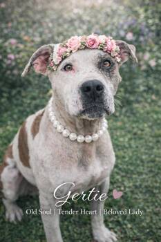 American Staffordshire Terrier and Boxer Dogs Available for Adoption in Farmington, Missouri - Miss Dolly Dumpling | PetCurious