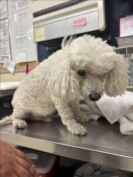 Poodle and Mixed Breed Dogs Available for Adoption - A425540 | PetCurious