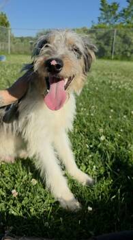 Peanut -  Australian Shepherd and Poodle Dog for Adoption in Sprakers, New York - Peanut | PetCurious