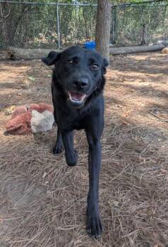 Annalese -  Hound Dog for Adoption in Little Rock, Arkansas - Annalese | PetCurious