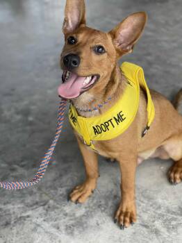 Rescue Cattle Dog Dogs for Adoption in Houston, Texas - Hall | PetCurious