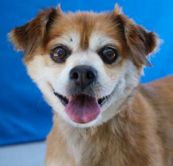 COCO -  Pekingese Dog for Adoption in Pasadena, California - COCO | PetCurious