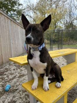 Rescue Boston Terrier and Mixed Breed Dogs for Adoption in Burlington, Wisconsin - Dionne | PetCurious