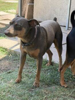 Sammy -  Miniature Pinscher Dog for Adoption in Carlsbad, California - Sammy | PetCurious