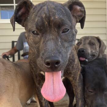 Layla -  Catahoula Leopard Dog and Pit Bull Terrier Dog for Adoption in Sheridan, Arkansas - Layla | PetCurious