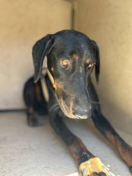 Houndoom -  Doberman Pinscher Dog for Adoption in Victorville, California - Houndoom | PetCurious