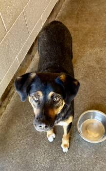 Beagle Dogs Available for Adoption - Dexter | PetCurious