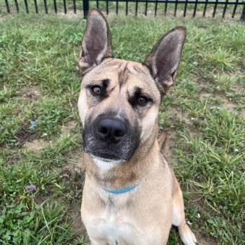 Sasha -  Shepherd Dog for Adoption in West Jefferson, Ohio - Sasha | PetCurious