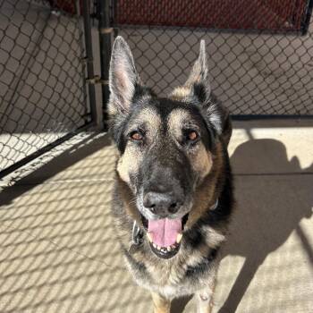 Jake -  German Shepherd Dog Dog for Adoption in Kennebunk, Maine - Jake | PetCurious