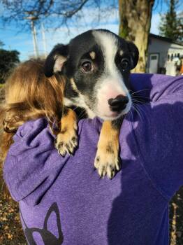 Rescue Husky Dogs for Adoption in Burlington, Washington - Milo | PetCurious