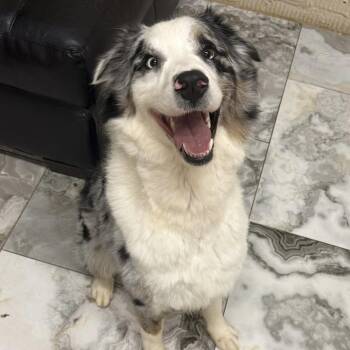 Sam -  Australian Shepherd Dog for Adoption in Groveland, Massachusetts - Sam | PetCurious