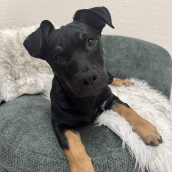 Luke -  Dachshund and Border Terrier Dog for Adoption in Hollywood, Florida - Luke | PetCurious