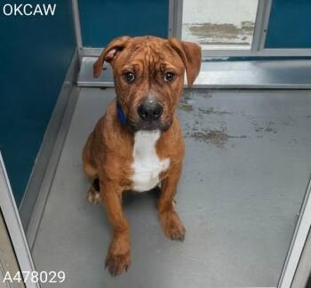 AUGIE -  Staffordshire Bull Terrier Dog for Adoption in Oklahoma City, Oklahoma - AUGIE | PetCurious