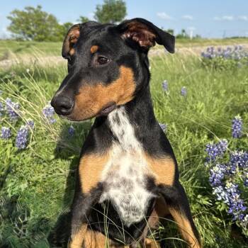 Fudge (From Texas, With Love - transport) -  Doberman Pinscher and Mixed Breed Dog for Adoption in Ennis, Texas - Fudge (From Texas, With Love - Transport) | PetCurious