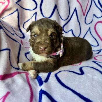 Mixed Breed Dogs Available for Adoption - Teagan | PetCurious