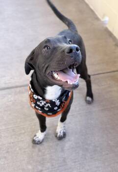 Jack Skellington -  Pit Bull Terrier Dog for Adoption in Mckinney, Texas - Jack Skellington | PetCurious