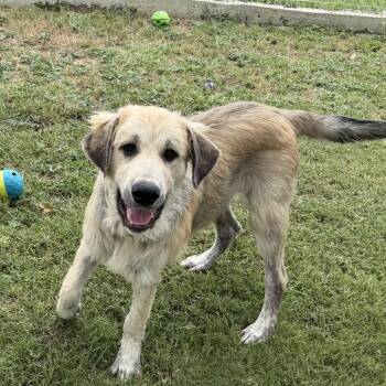 Otis -  Great Pyrenees Dog for Adoption in Madison, Wisconsin - Otis | PetCurious