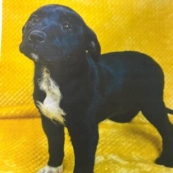 Terrier and Mixed Breed Dogs Available for Adoption in Loxahatchee Groves, Florida - SMOKEY 9818 | PetCurious