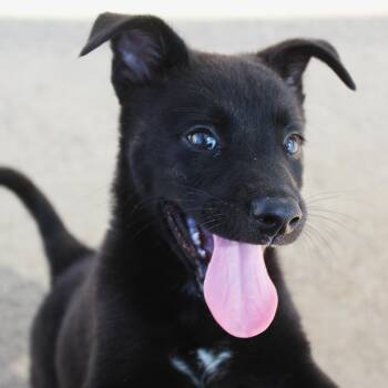 Albert -  German Shepherd Dog and Shepherd Dog for Adoption in Yucca Valley, California - Albert | PetCurious