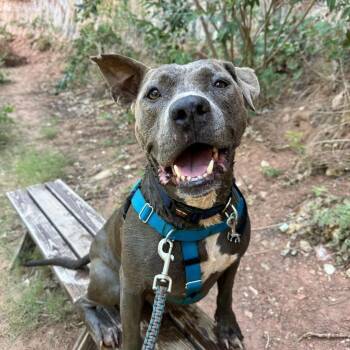 Rescue Pit Bull Terrier Dogs for Adoption in Kanab, Utah - Hendrix | PetCurious