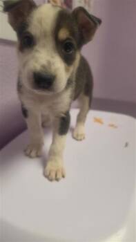 61353215 -  Australian Shepherd and Mixed Breed Dog for Adoption in El Paso, Texas - 61353215 | PetCurious