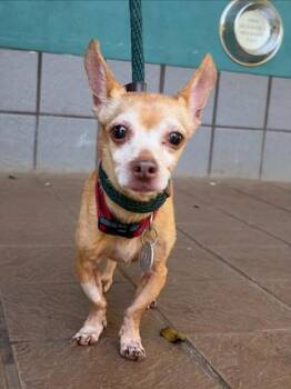 Tawny -  Chihuahua and Mixed Breed Dog for Adoption in Honolulu, Hawaii - Tawny | PetCurious