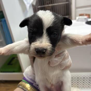 Freddy Fazbear -  Terrier Dog for Adoption in Northbrook, Illinois - Freddy Fazbear | PetCurious