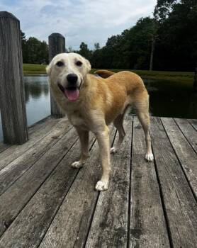 Labrador Retriever Dogs Available for Adoption in Boston, Massachusetts - Flash | PetCurious