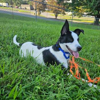 Clementine -  Collie Dog for Adoption in Raleigh, North Carolina - Clementine | PetCurious
