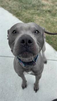 KING -  Pit Bull Terrier and Xoloitzcuintli Mexican Hairless Dog for Adoption in Indianapolis, Indiana - KING | PetCurious