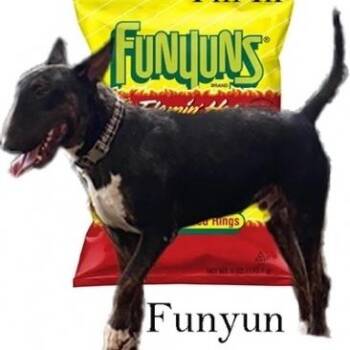 Rescue Bull Terrier Dogs for Adoption in Palm Desert, California - Funyun | PetCurious