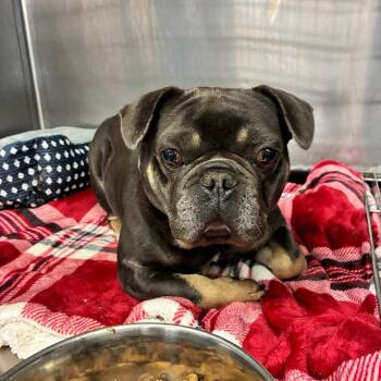 Quill -  French Bulldog Dog for Adoption in Marysville, Ohio - Quill | PetCurious