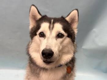 Cash -  Husky and Mixed Breed Dog for Adoption in Golden Valley, Minnesota - Cash | PetCurious