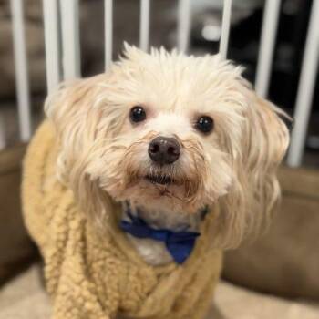 Maltipoo Dogs Available for Adoption in Visalia, California - Gary | PetCurious