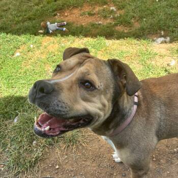 Rescue Pit Bull Terrier Dogs for Adoption in Harrisonburg, Virginia - Rocky | PetCurious
