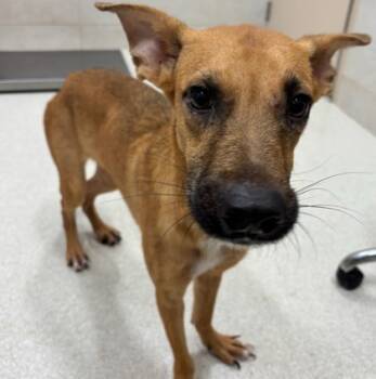 Rescue Shepherd and Black Mouth Cur Dogs for Adoption in Honolulu, Hawaii - Hudini | PetCurious