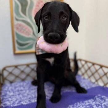 Labrador Retriever and Black Labrador Retriever Dogs Available for Adoption in Friendswood, Texas - Hamlet Love Nugget | PetCurious