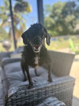 Miniature Poodle Dogs Available for Adoption in Hartsville, South Carolina - Roxie | PetCurious