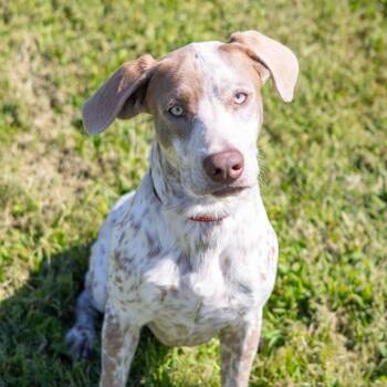 Joshua -  Hound and Pointer Dog for Adoption - Joshua | PetCurious